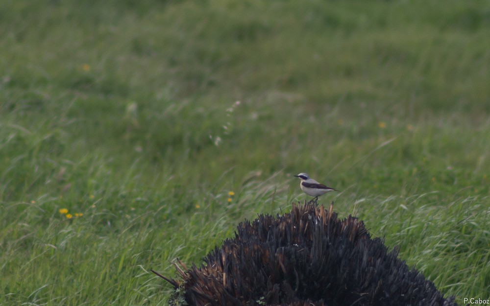 Northern Wheatear - ML55380431