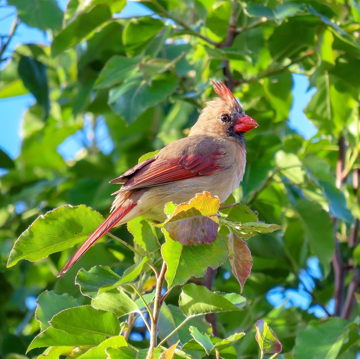 Northern Cardinal - ML553804311