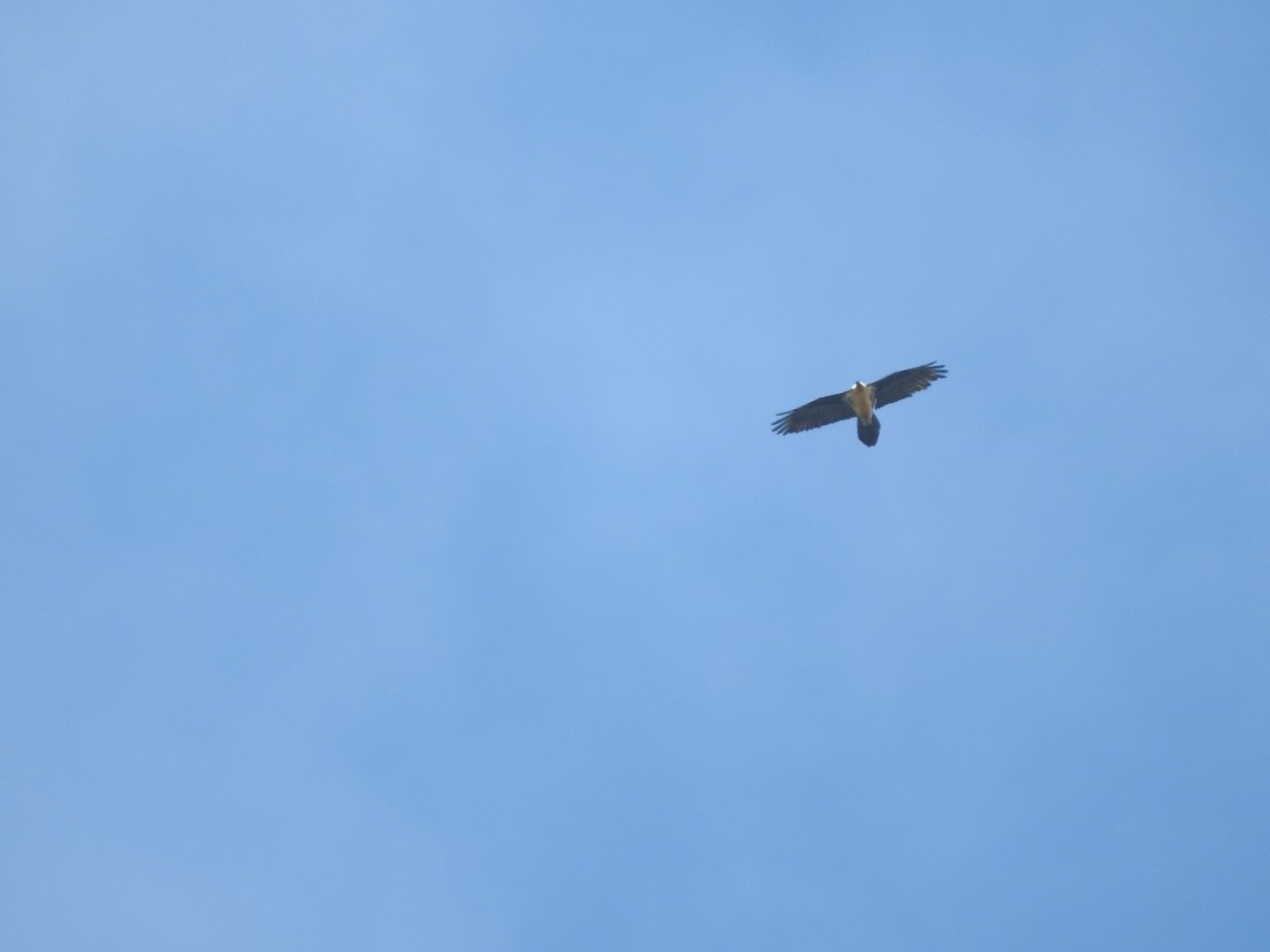 Bearded Vulture - ML55380441