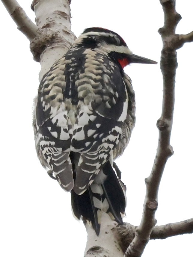 Yellow-bellied Sapsucker - ML553804551