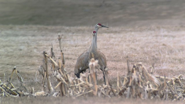 Sandhill Crane - ML553804601