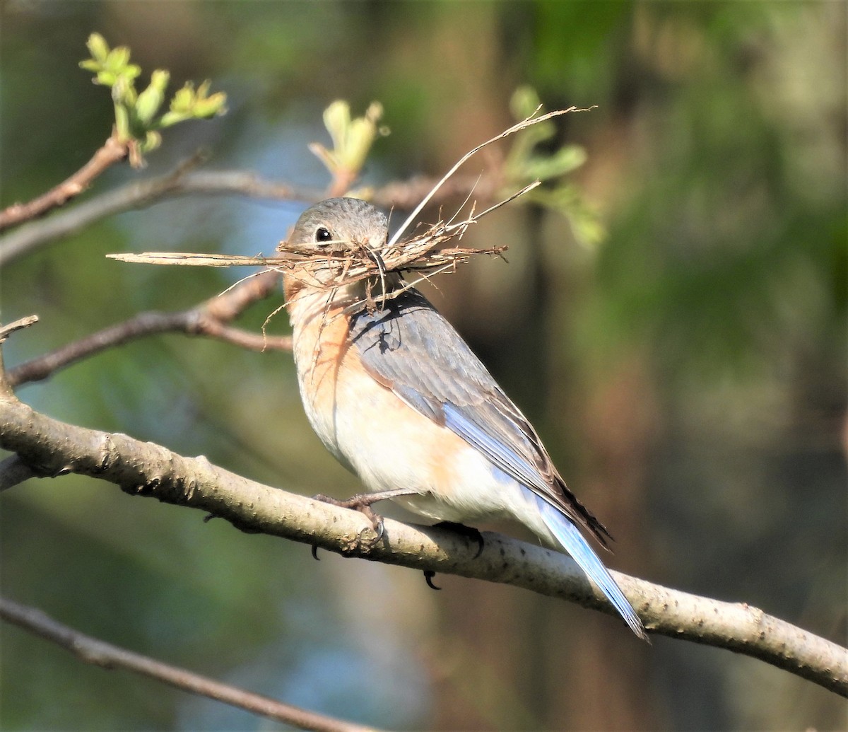 Eastern Bluebird - Michelle Forte