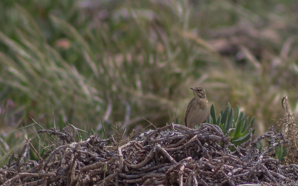 Tawny Pipit - ML55380561