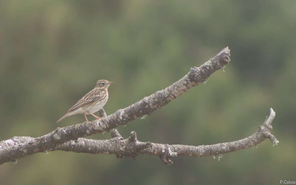 Tree Pipit - ML55380581