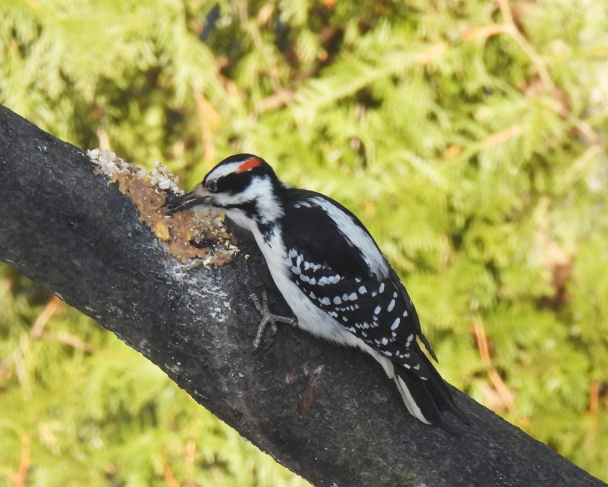 Hairy Woodpecker - Josée Hatin