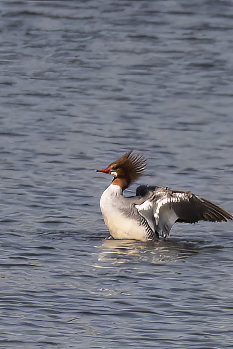 Common Merganser - ML553806231