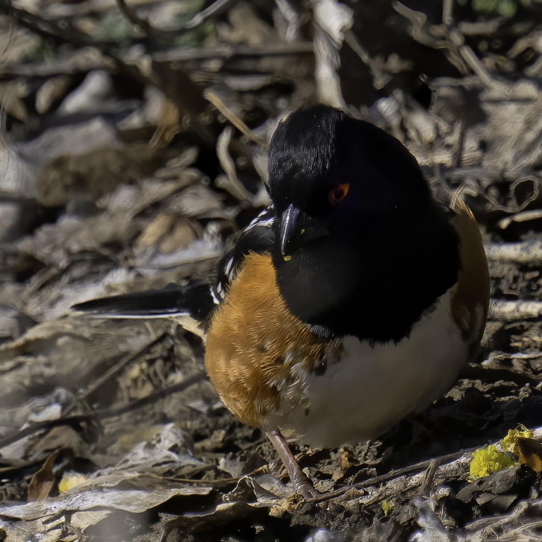 Spotted Towhee - ML553806301