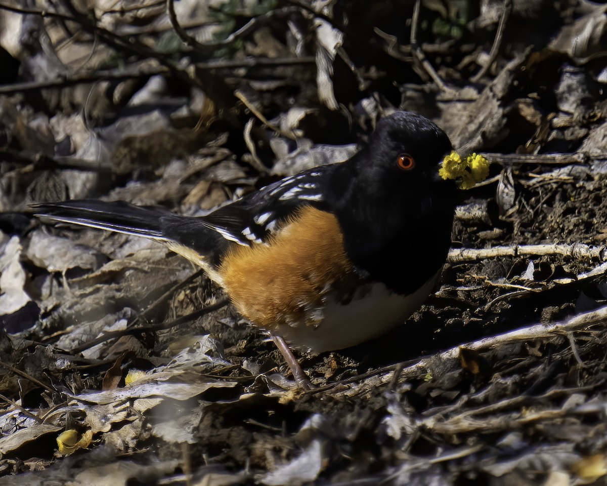 Spotted Towhee - ML553806311