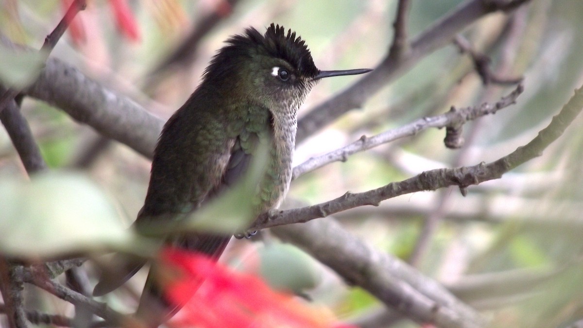 Green-backed Firecrown - Patricia Olave Rocuant