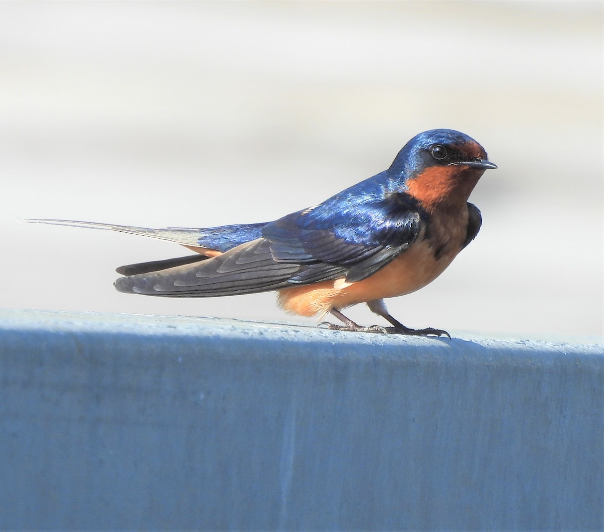 Barn Swallow - ML553806851