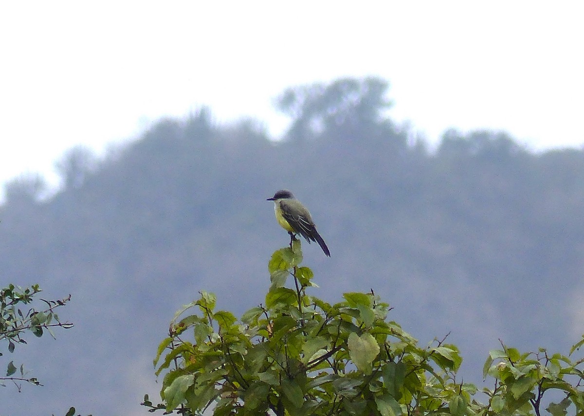 Tropical Kingbird - ML553808051