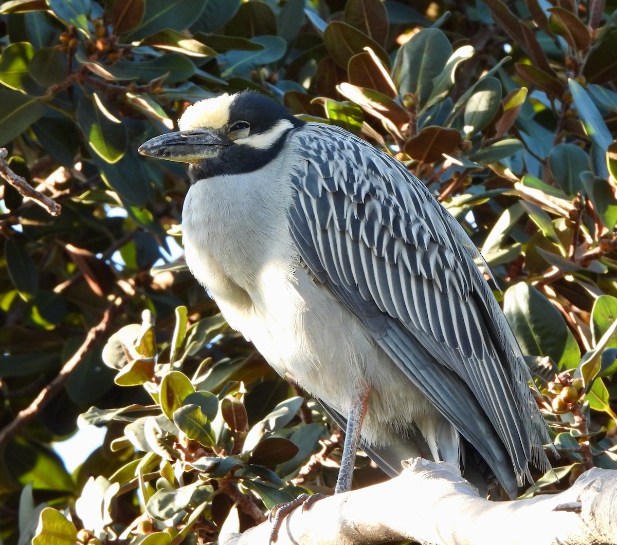 Yellow-crowned Night Heron - ML553808201