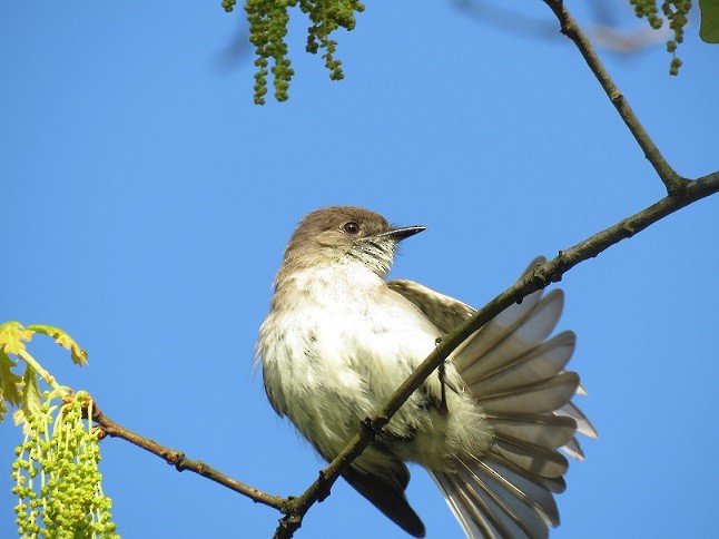 Eastern Phoebe - ML55380921