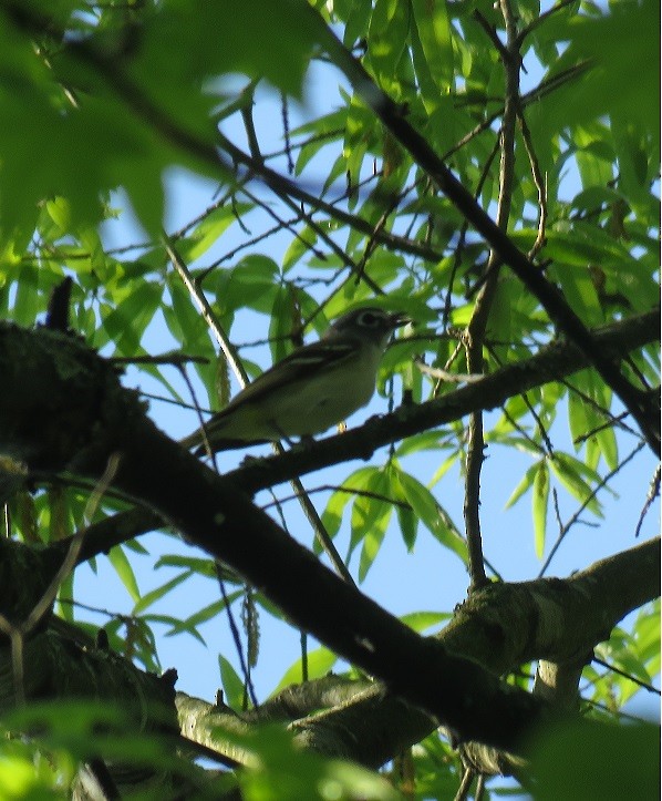Blue-headed Vireo - ML55380971