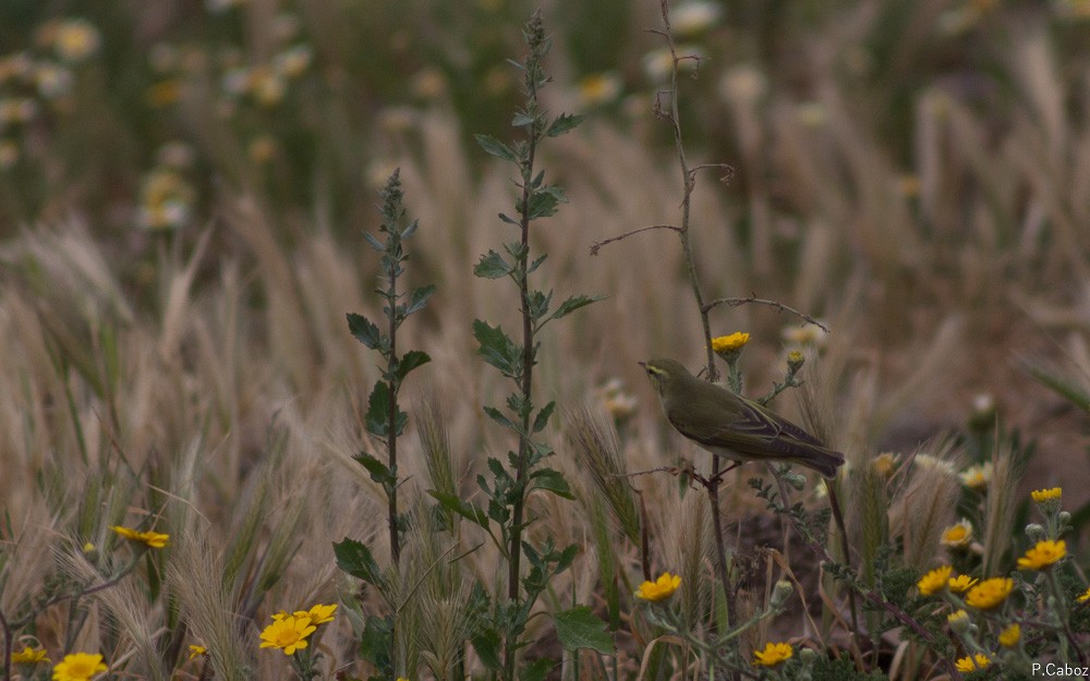 Wood Warbler - ML55380981