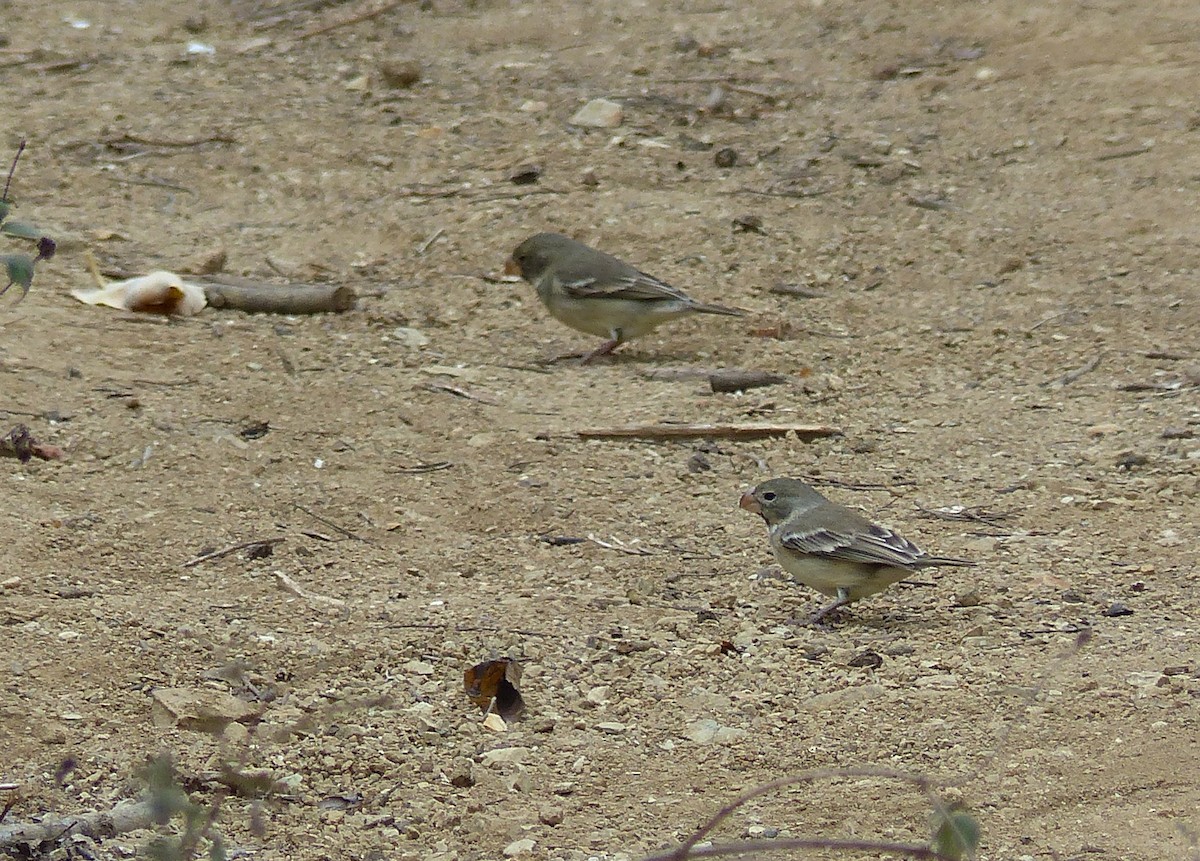 Parrot-billed Seedeater - Sophie Bérubé