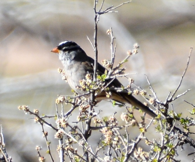 White-crowned Sparrow - Jim Wilson