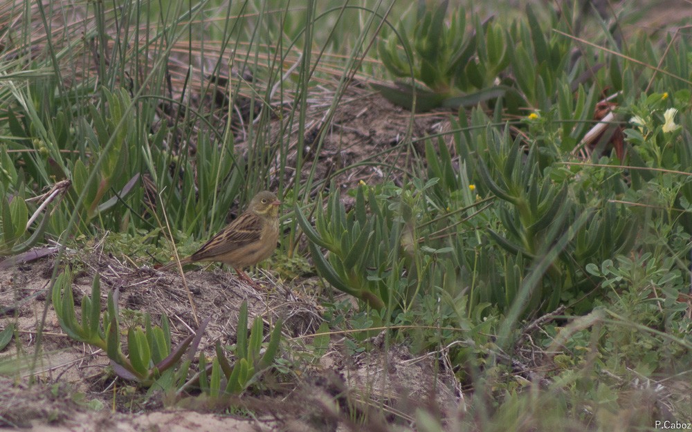 Ortolan Bunting - ML55381131