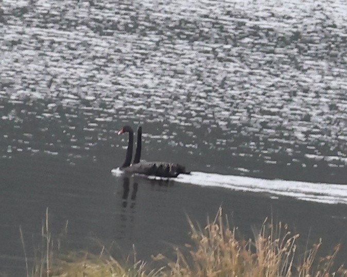 Black Swan - jan liang