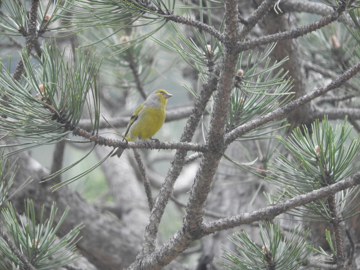 Citril Finch - ML55381181