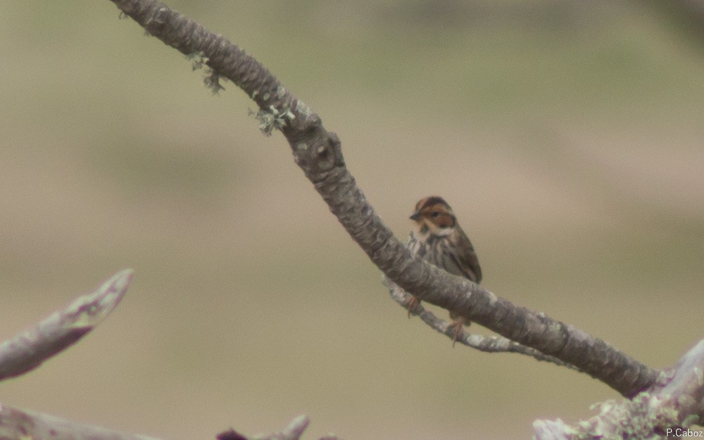 Little Bunting - ML55381191