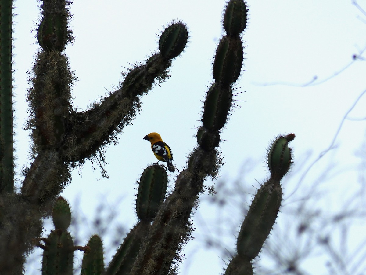 Cardinal à tête jaune - ML553812091