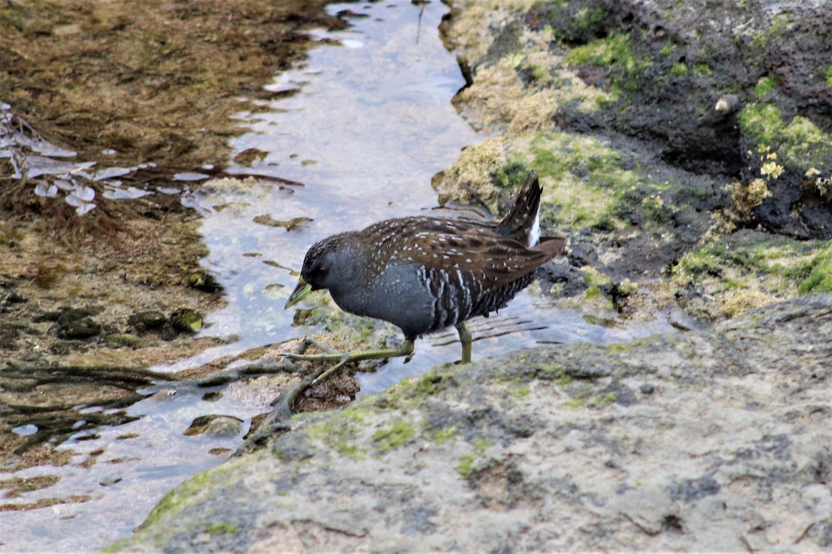 Australian Crake - ML553812301