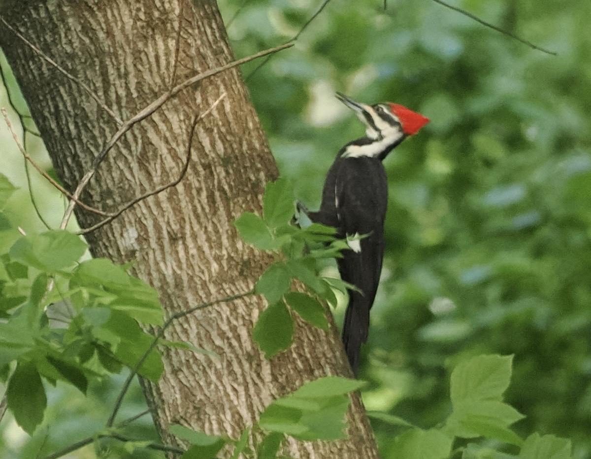 Pileated Woodpecker - Bob Foehring