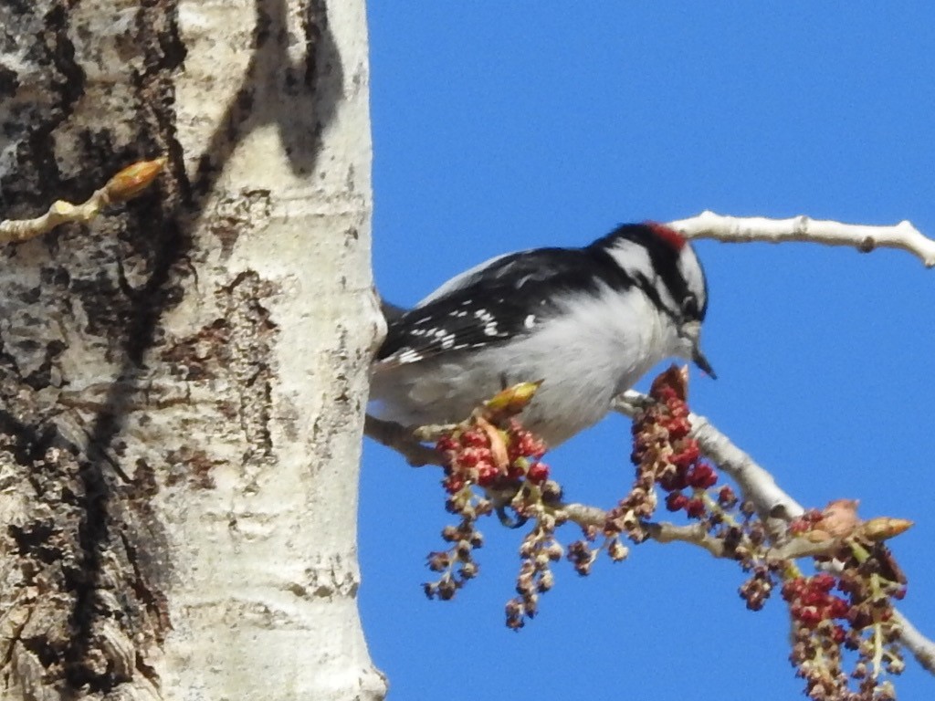 Downy Woodpecker - Michael Dolfay