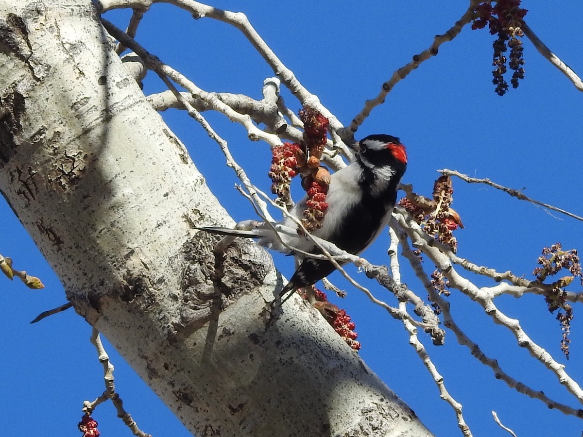 Downy Woodpecker - ML553813251