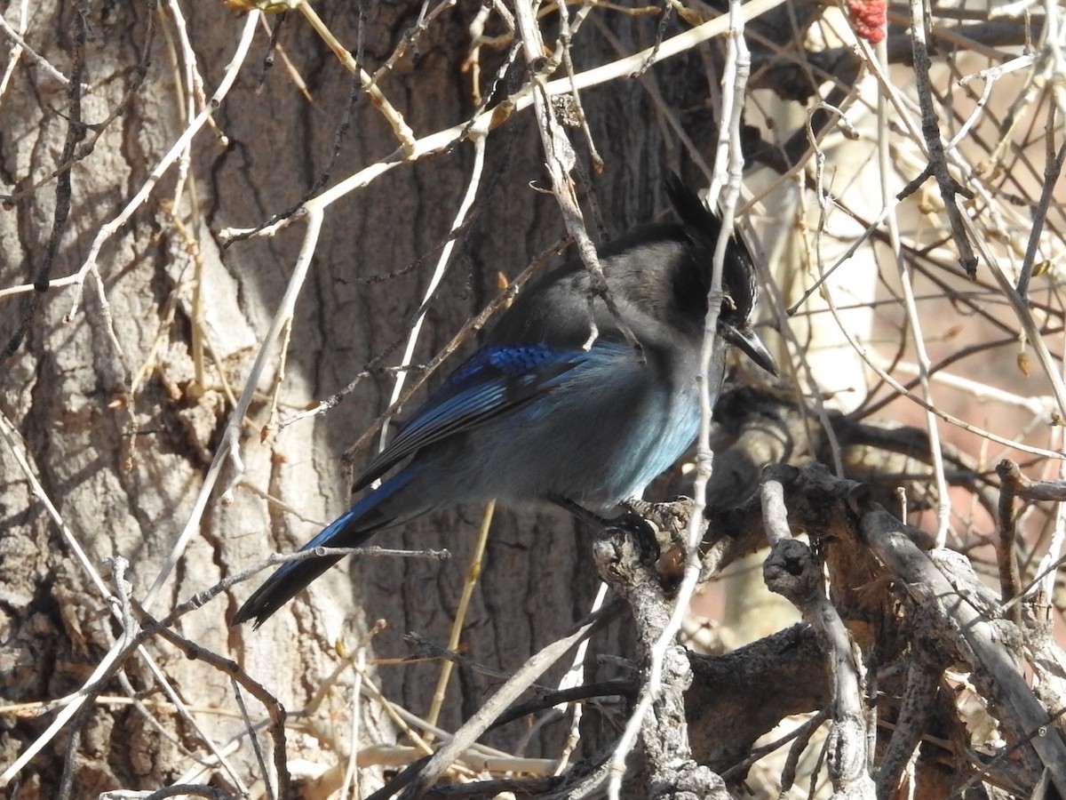 Steller's Jay - Michael Dolfay