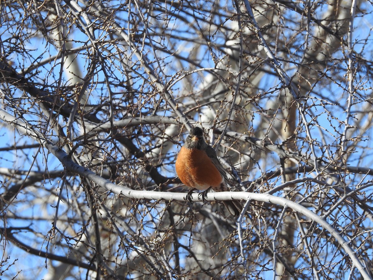 American Robin - Michael Dolfay