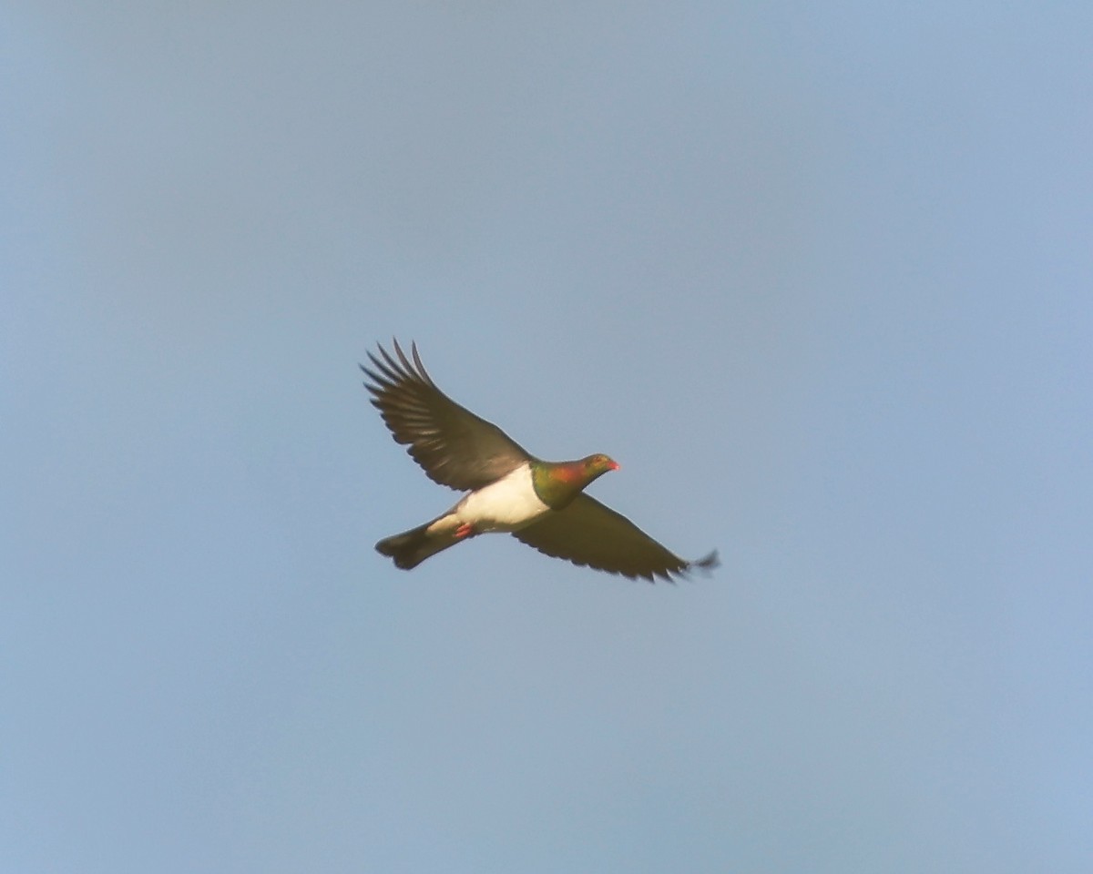holub maorský - ML553814111