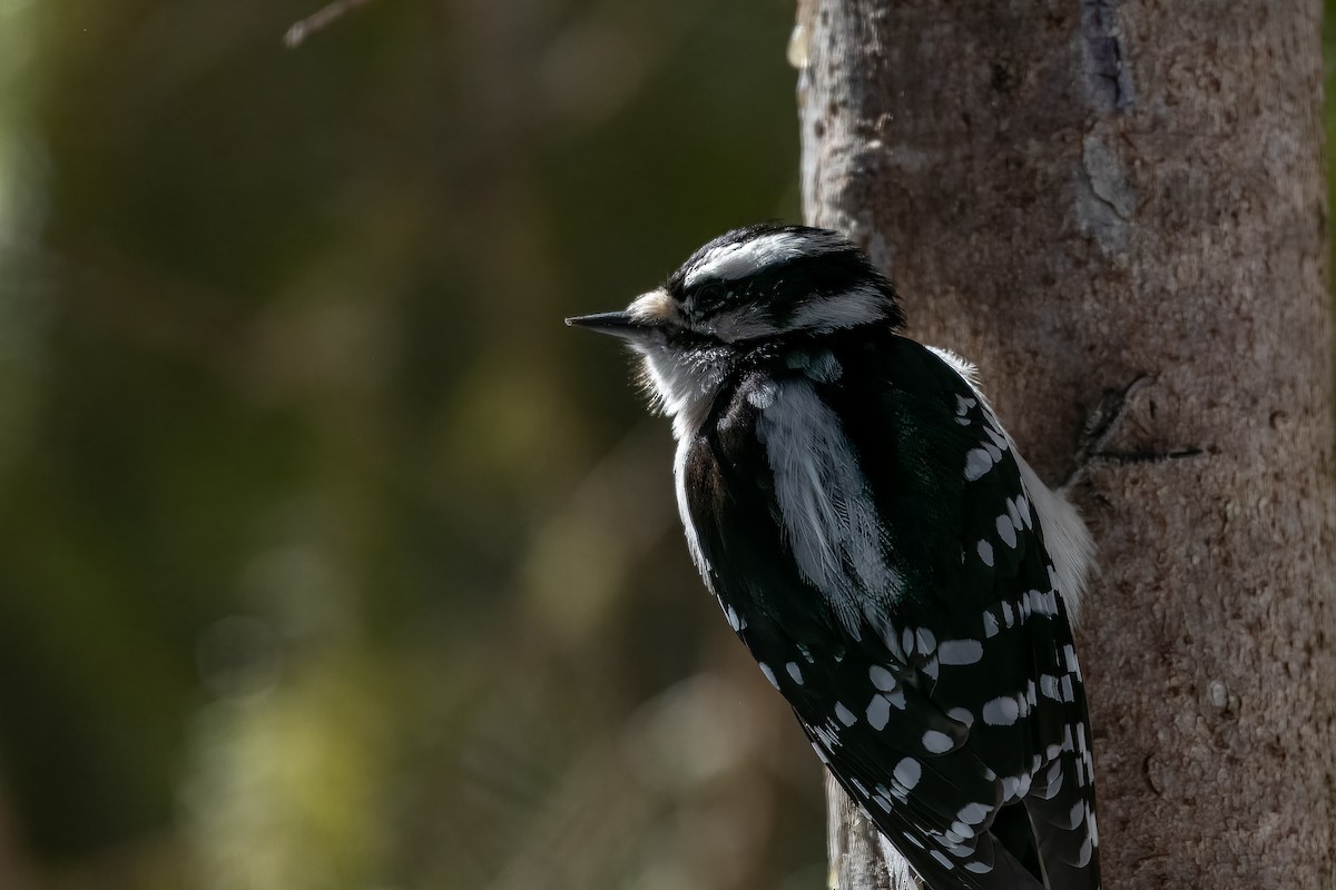Downy Woodpecker - ML553814711