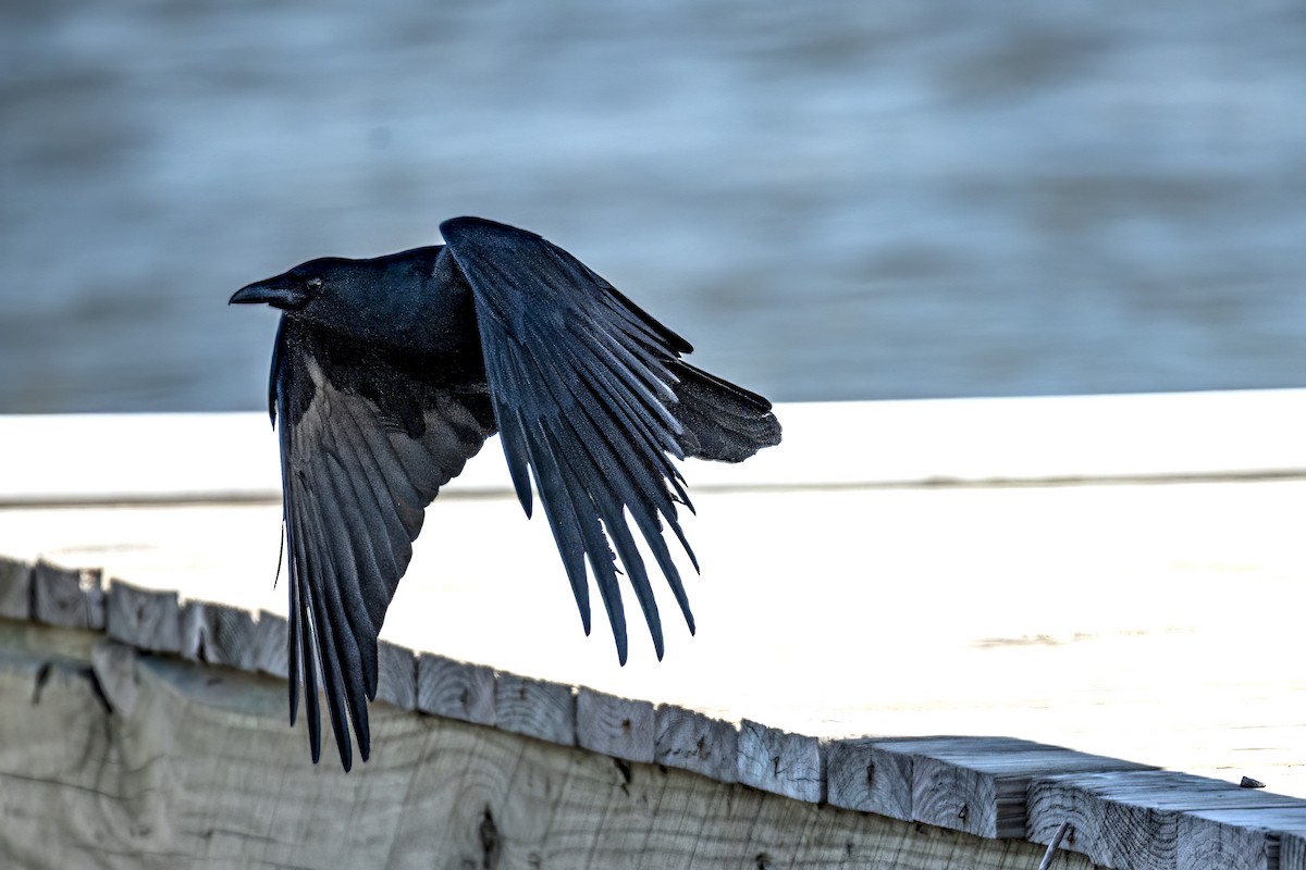 American Crow - ML553815431