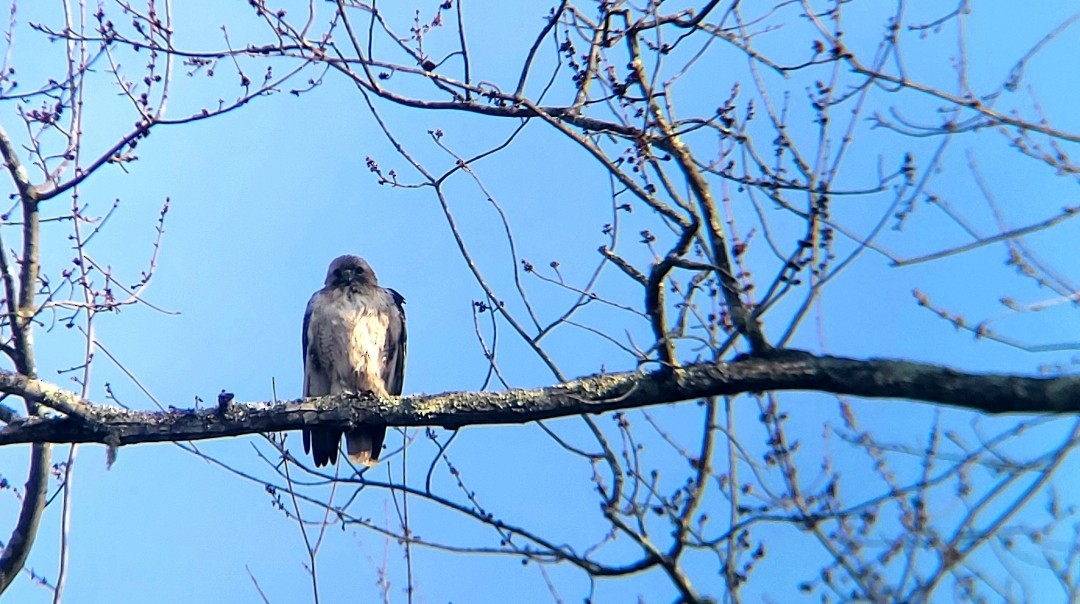 Red-tailed Hawk - ML553815611