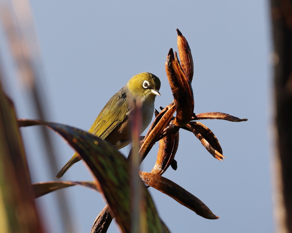 Zostérops à dos gris - ML553815741