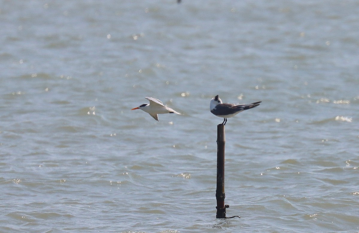 Lesser Crested Tern - ML553815941