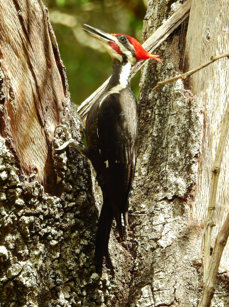 Pileated Woodpecker - Tim Shortell