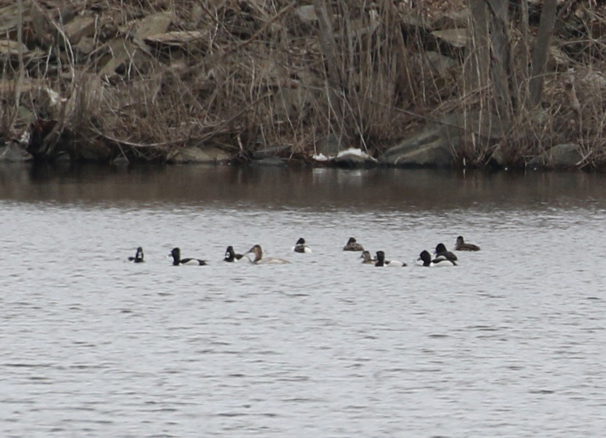 Canvasback - ML553816851