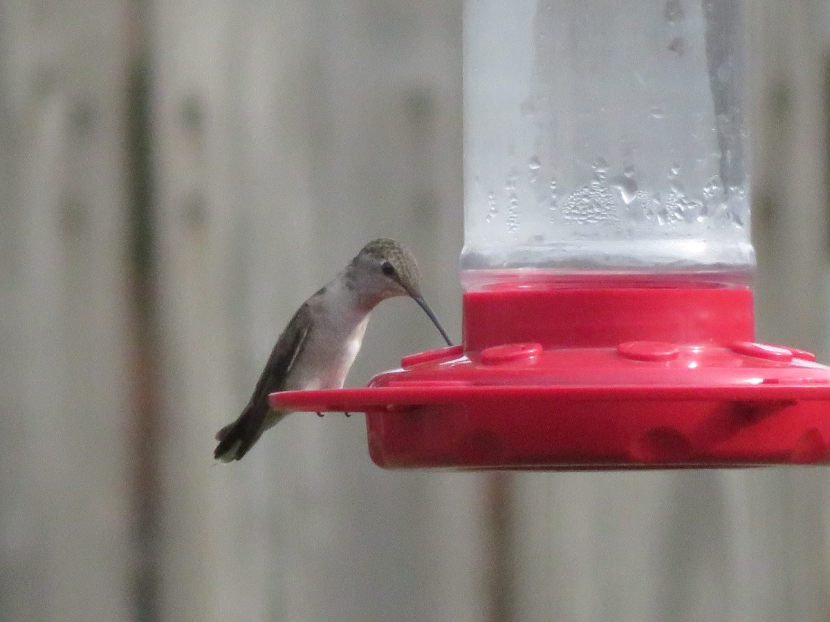 Ruby-throated Hummingbird - ML553816861