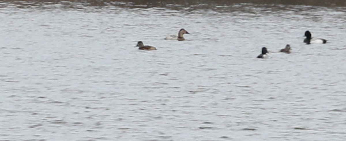 Canvasback - ML553816871