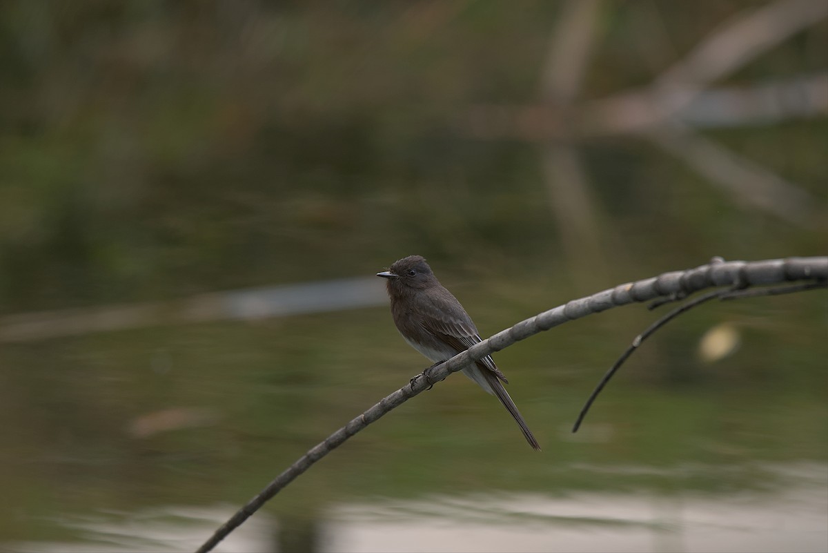 Black Phoebe - ML553817001