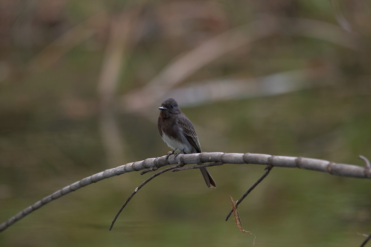 Black Phoebe - ML553817021