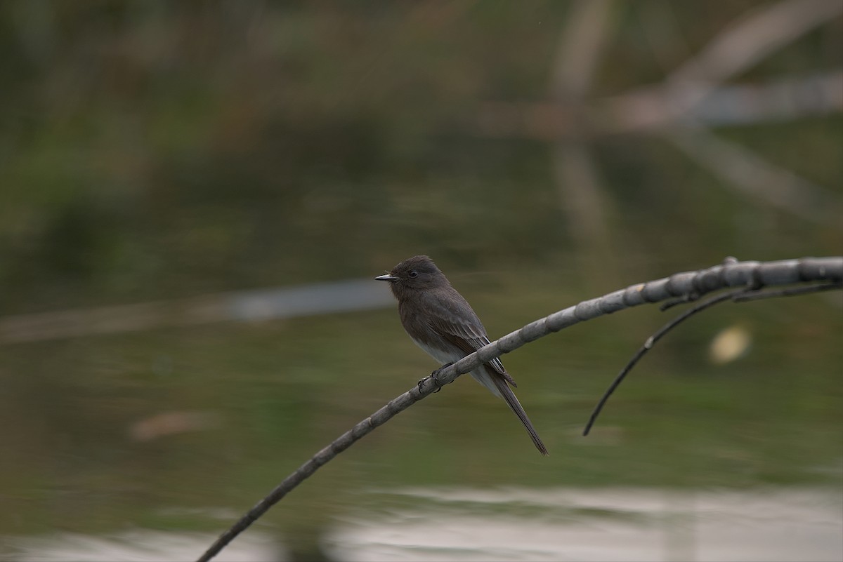 Black Phoebe - ML553817031