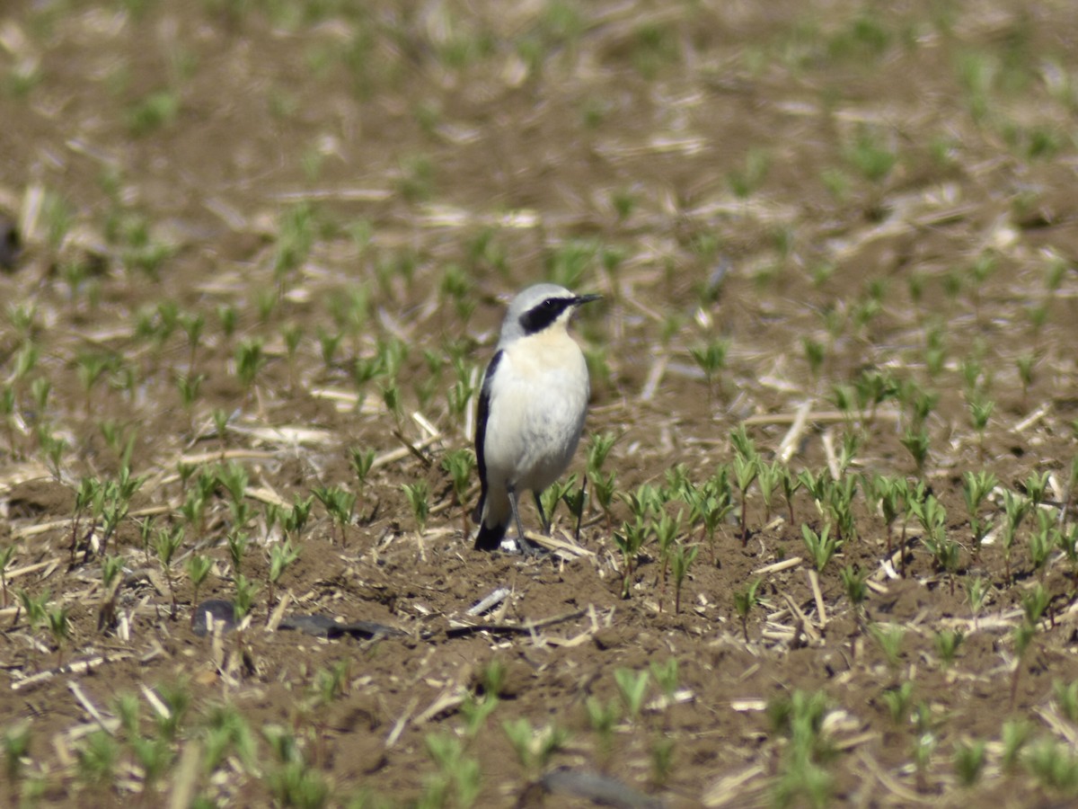 Northern Wheatear - ML553817301