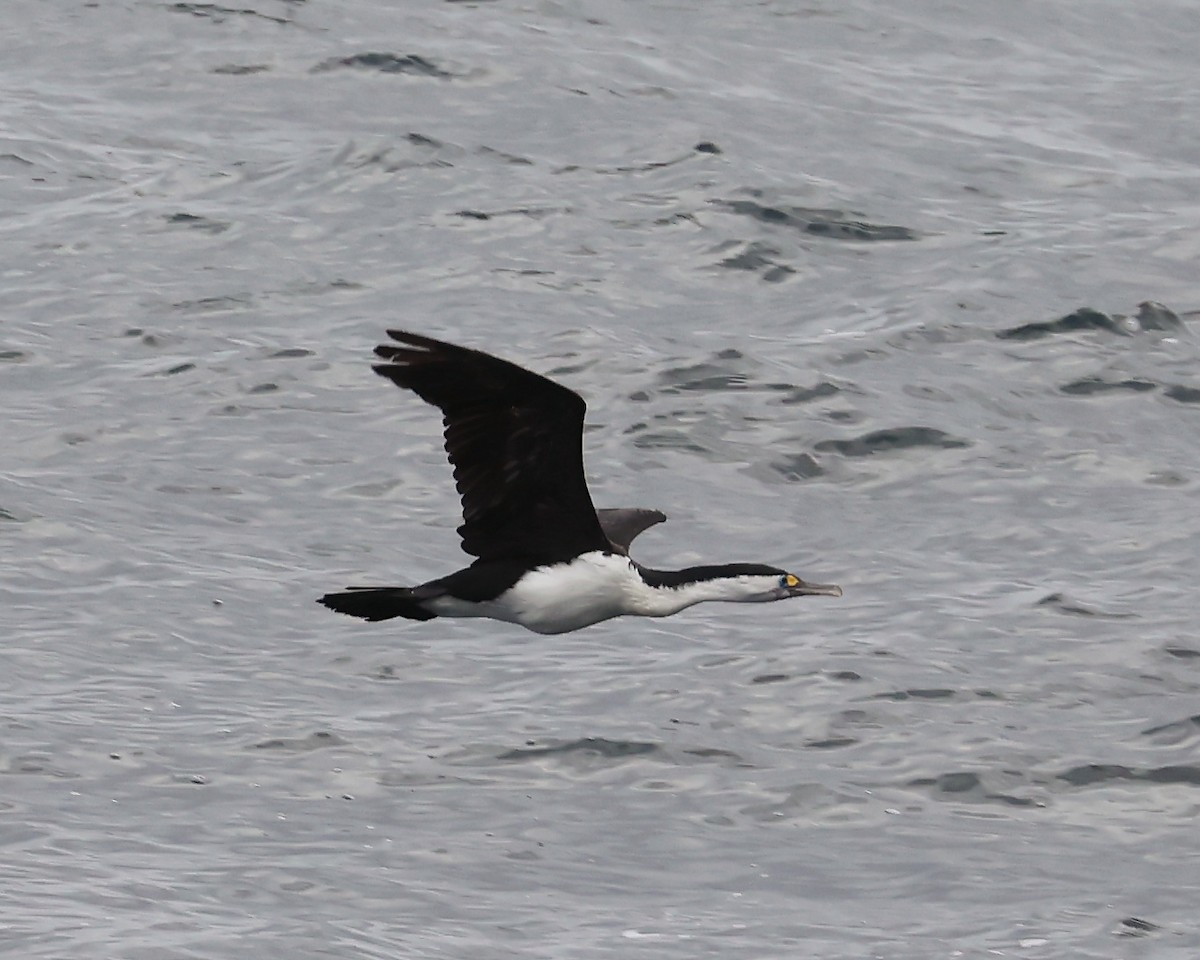 Pied Cormorant - ML553817341