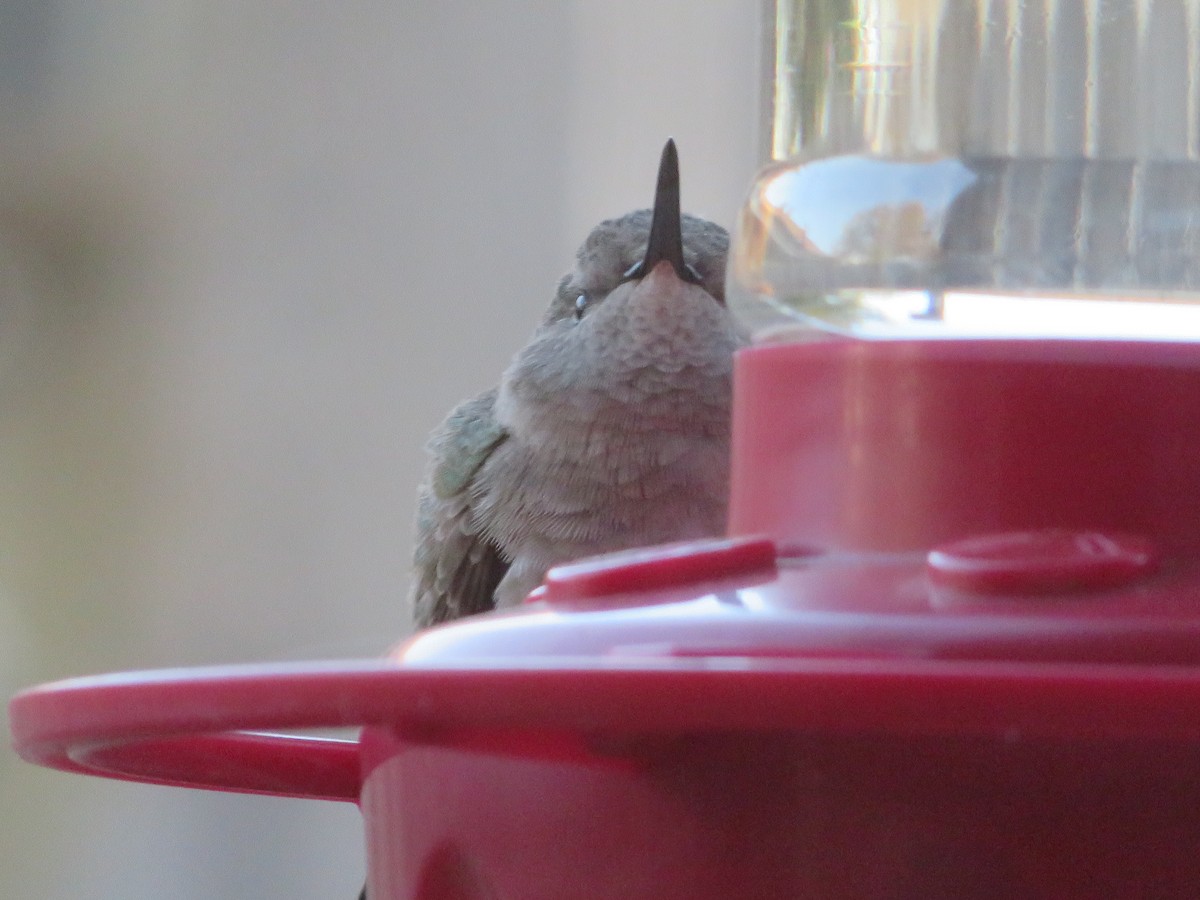 Ruby-throated Hummingbird - ML553817471
