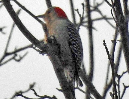 Red-bellied Woodpecker - ML553817761