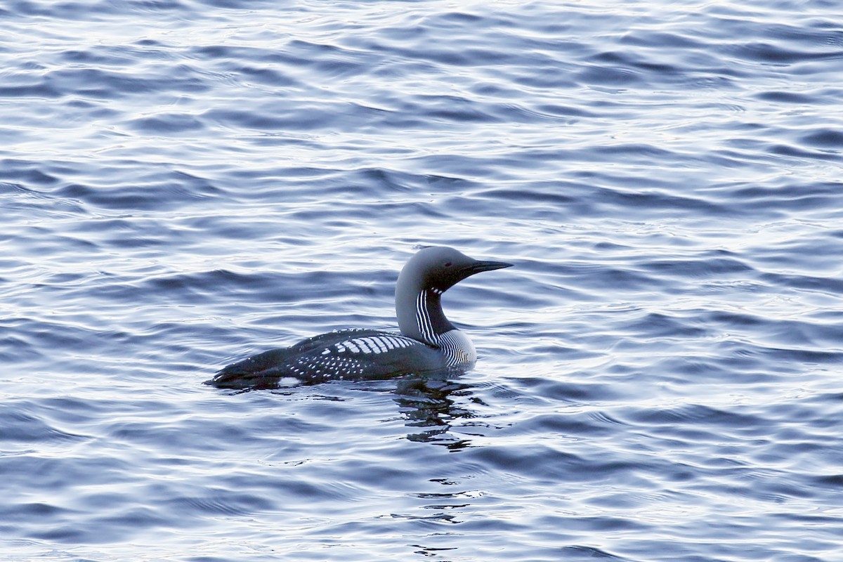 Plongeon arctique - ML553819471